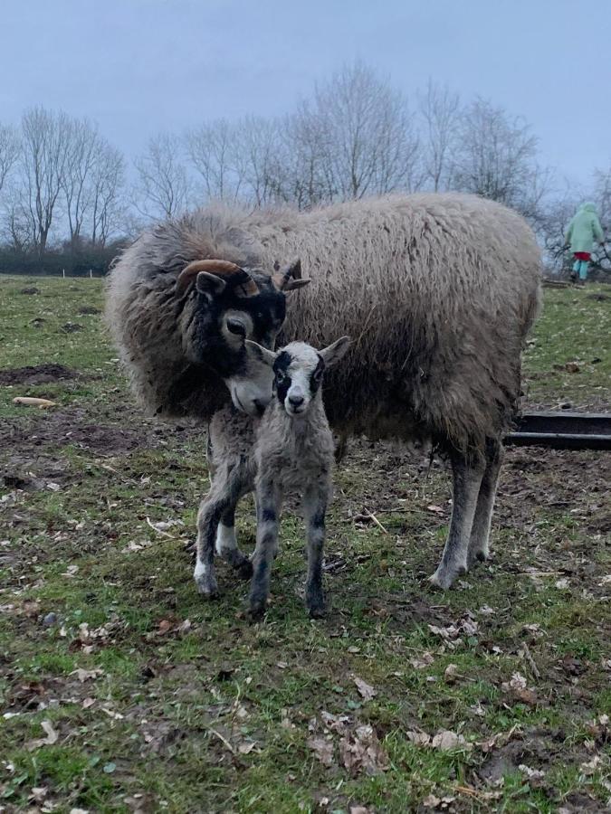 Herrenhaus Harmshagen Testorf-Steinfort Luaran gambar